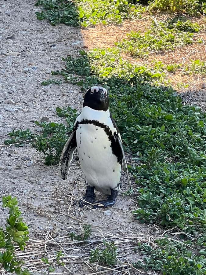 Cape of Good Hope and Penguins Private Tour with Entry Fees - Price and Logistics: What $236 Pays For, and What You Should Budget