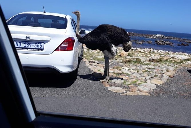 Cape of Good Hope and Penguins - Small Group - Full day - Camps Bay to Hout Bay: Views, Then Seals by Ferry