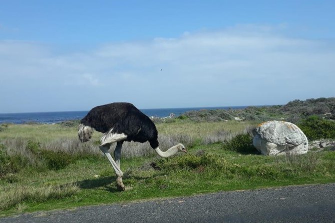 Cape of Good Hope and Penguins - Small Group - Full day - Small-Group Comfort: Max 10 People, Real Photo Turns