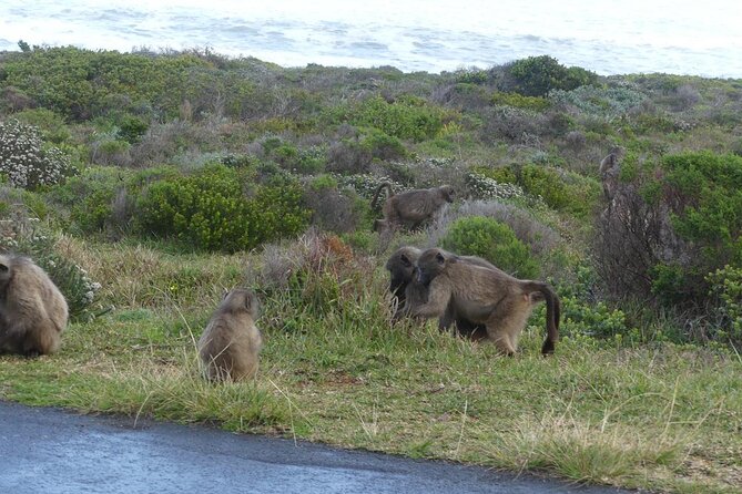 Cape of good hope and penguins small group Tours - Chapmans Peak Drive, the photo stop that actually earns its spot