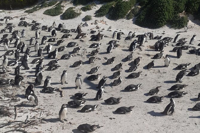 Cape of good hope and penguins small group Tours - Simon’s Town and Boulders Beach, the penguin portion you plan around