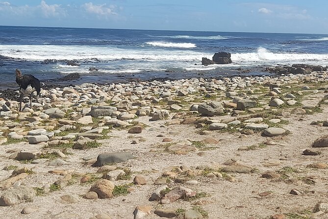 Cape of good hope and penguins small group Tours - Seal Island boat trip, optional nature add-on