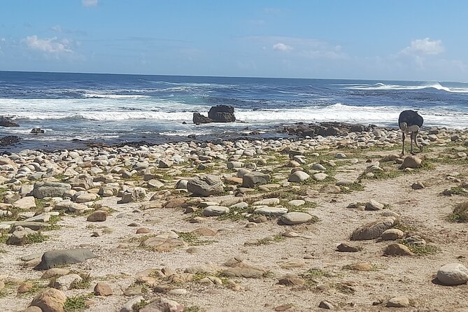 Cape of good hope and penguins small group Tours - The guide factor, why pacing can make or break this day