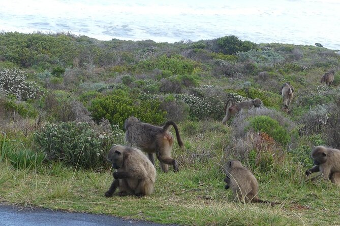 Cape of good hope and penguins small group Tours - Getting oriented in Cape Town, Bo-Kaap, Bantry Bay, Camps Bay, Hout Bay