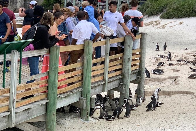 Cape Of Good Hope and Penguins viewing Private Tour - Hout Bay and the Seal Island Experience: Wildlife With a Boat Fee