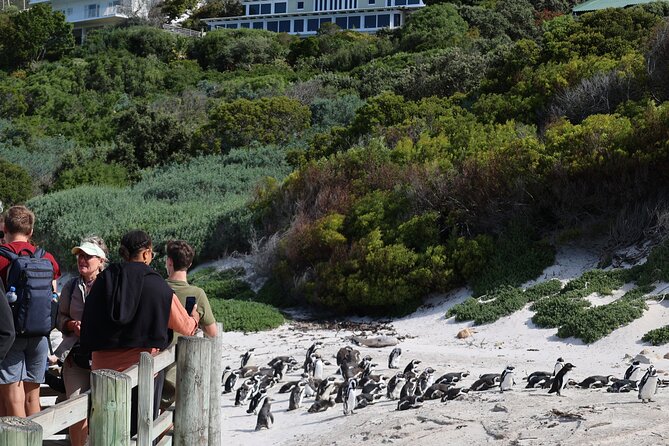 Cape Of Good Hope and Table Mountain Day Trip from Cape Town parks fees include - Boulders Beach Penguin Colony: Where to Look and What Makes It Special