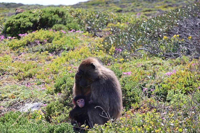 Cape Of Good Hope and Table Mountain Day Trip from Cape Town parks fees include - Table Mountain by Cable Car: Rotating Floors and 360 Views