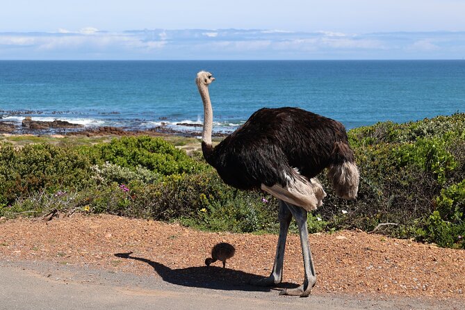 Cape Of Good Hope and Table Mountain Day Trip from Cape Town parks fees include - Bo-Kaap Color Houses: A Tiny City Stop With Big Photo Payoff