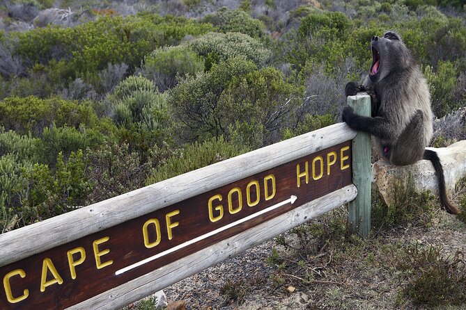 Cape of Good Hope & Boulder Penguins Full-Day Tour from Cape Town - A Small-Group Peninsula Day That Feels Like a Best-Of Tour