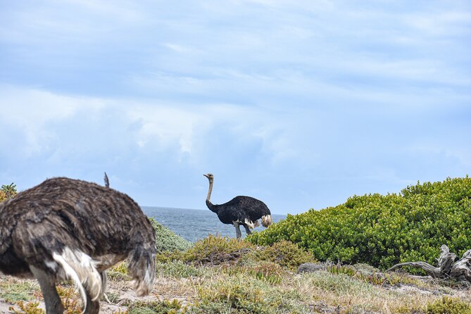 Cape of Good Hope & Boulder Penguins Full-Day Tour from Cape Town - Cape of Good Hope and the Old Lighthouse View Loop
