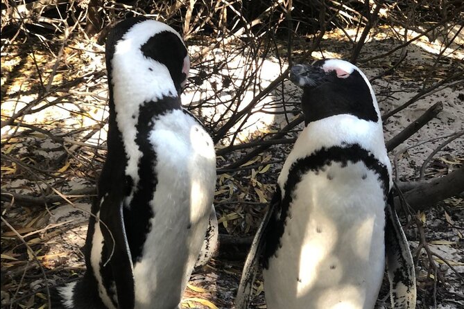 Cape of Good Hope, Boulders Beach Penguins and Wine (Traveler's Choice Award) - Cape Town combo timeframe: from penguin colony to Cape Point views