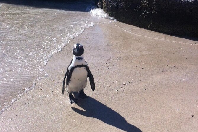 Cape of Good Hope, Boulders Beach Penguins and Wine (Traveler's Choice Award) - What feels truly private, and the one reliability concern to watch