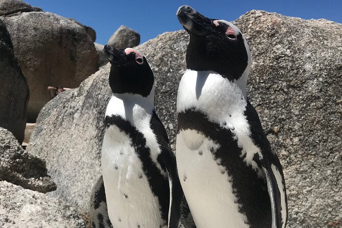 Cape of Good Hope Cape Point for groups - Stops 7 to 8: Cape Point and Cape of Good Hope, the southern-tease finish