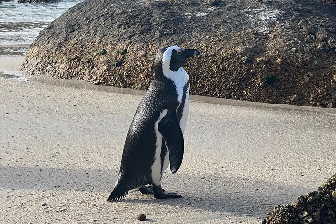 Cape of Good Hope Cape Point for groups - Who this group Cape Town tour is best for
