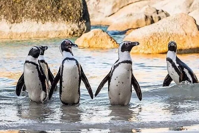 Cape of Good Hope, Cape Point, Penguins & Bo Kaap Full-Day Tour - Cape Point Nature Reserve: Dias Cross, currents, and a big chunk of walking views