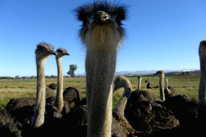 Cape of Good Hope, Cape Point & Penguins Private customizable Full Day Tour - Ostrich Farm and Cape Point Nature Reserve: Fun Stops With Wildlife Context