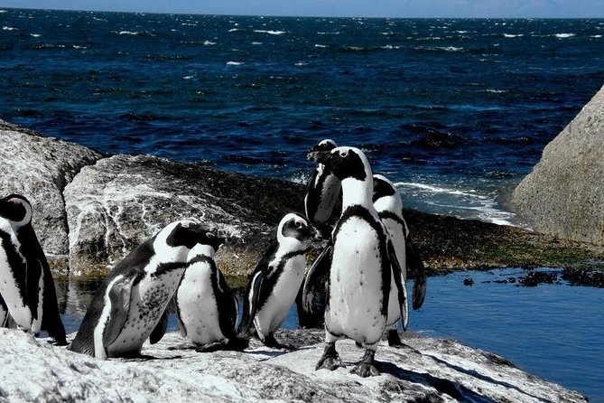 Cape of Good Hope, Cape Point & Penguins Private customizable Full Day Tour - Boulders Beach Penguin Colony: The One Stop Everyone Remembers