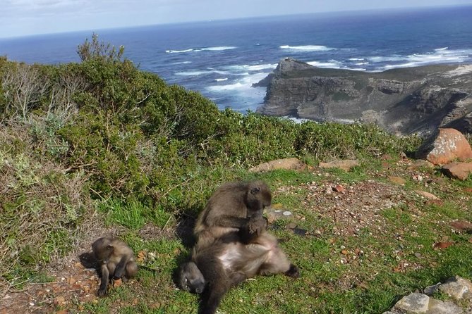 Cape of Good Hope, Cape Point & Penguins Private customizable Full Day Tour - Camps Bay to Hout Bay: Ocean Viewpoints With a Real Sense of Place