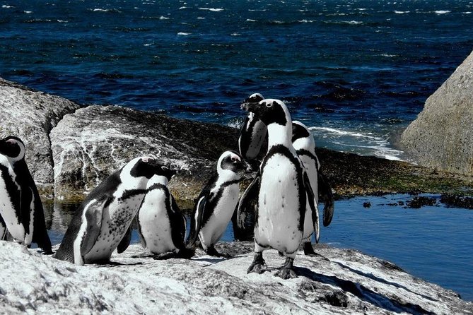 Cape of Good hope, Cape Point & Penguins, Private Morning Tour - Kommetjie, Scarborough, and the Sea-Village Feel