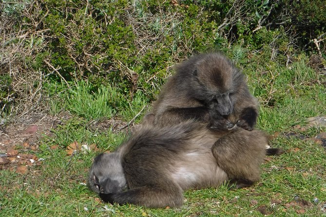 Cape of Good hope, Cape Point & Penguins, Private Morning Tour - Boulders Beach Penguin Colony: Fast Access to Real Wildlife