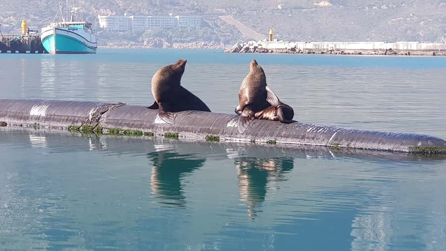 Cape of Good Hope, Chapman's Peak Drive, Penguins , Seals - Atlantic Seaboard photo stops: Bantry Bay, Clifton, Camps Bay