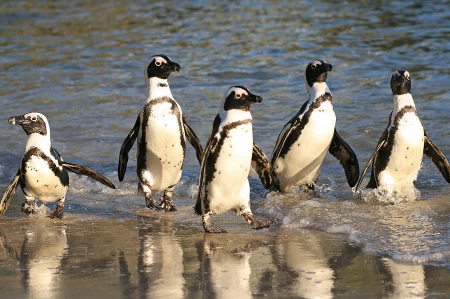 Cape of Good Hope, Chapman's Peak Drive, Penguins , Seals - Pickup in Cape Town, then straight onto the coast