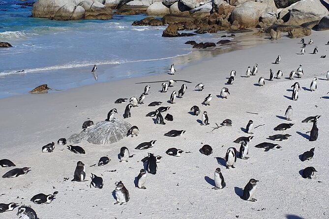 Cape of Good Hope & Penguins from Cape Town Full-Day Private Tour - Noordhoek Farm Village: coffee, Long Beach views, and the slower side of the peninsula