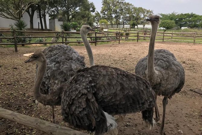 Cape of Good Hope & Penguins Full Day Tour From (The Mother City) Cape Town. - Boulders Beach Penguin Colony: Close-Up Walk, Timing, and Costs