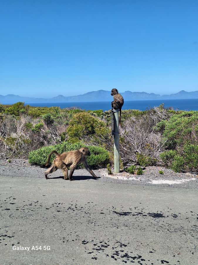 Cape of Good Hope & Penguins Private Tour - Key things to know before you book