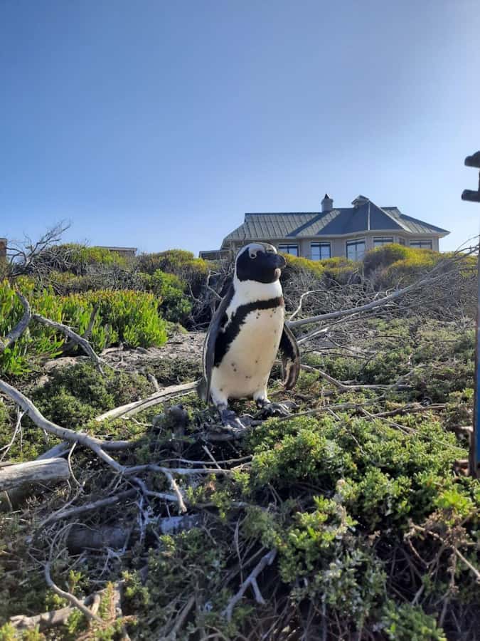 Cape of Good Hope & Penguins Private Tour - Hout Bay and Seal Island, a calmer wildlife stop