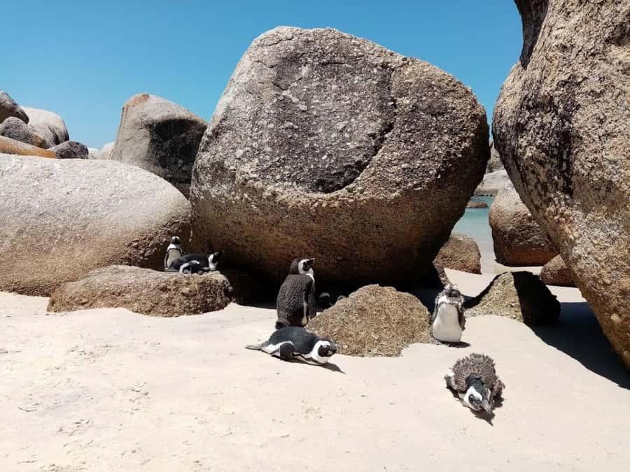 Cape of Good Hope & Penguins Private Tour - Camps Bay viewpoint energy, then Noordhoek farm vibes