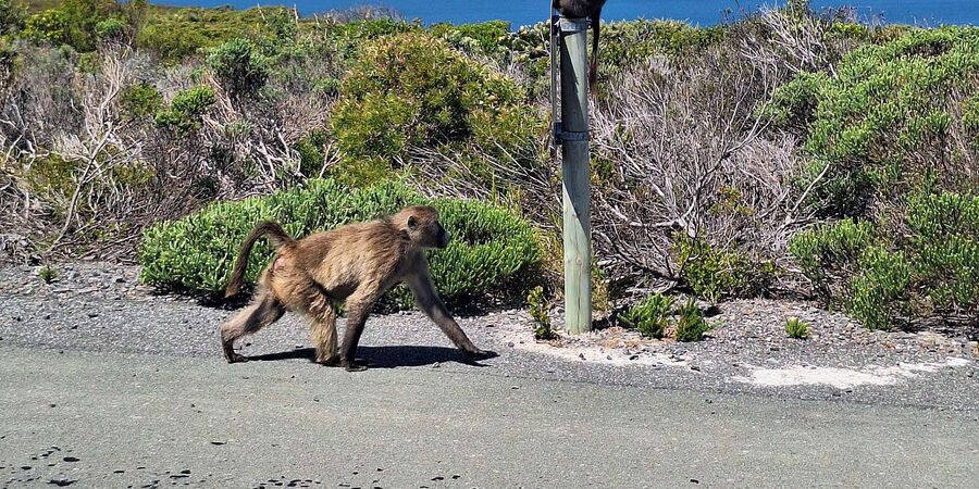 Cape of Good Hope & Penguins Private Tour - Seal cruise plus penguins: why this mix works