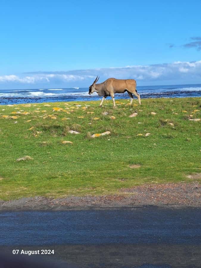 Cape of Good Hope & Penguins Private Tour - Comfort, timing, and the private guide difference