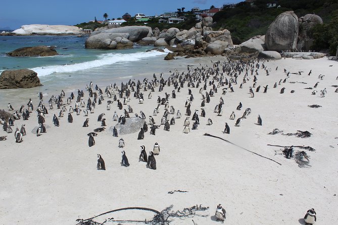 Cape Of Good Hope, Penguins Private Tour from Cape Town full day - The private format that makes this route feel easier