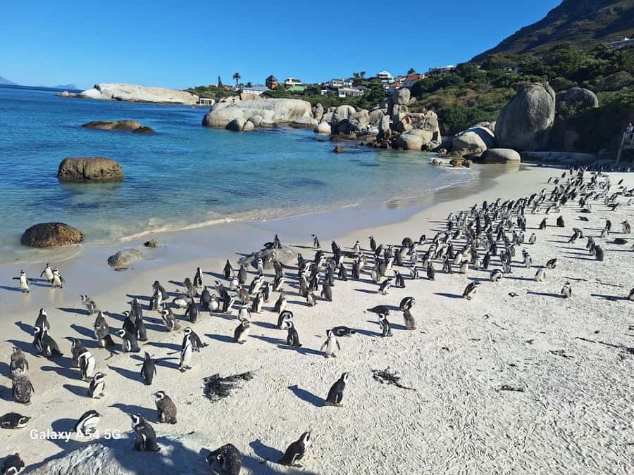 Cape of Good Hope & Penguins Private Tour - Cape of Good Hope Main Gate: The Classic Headland Stop