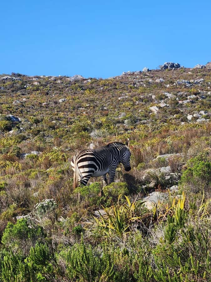 Cape of Good Hope & Penguins Shared Tour - Chapmans Peak Drive, When the Road Is the Attraction
