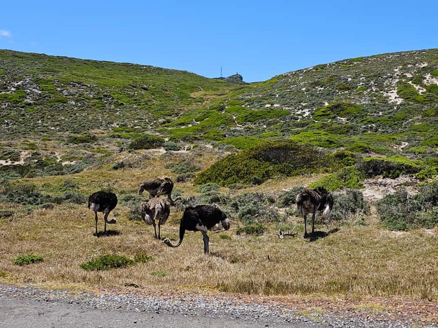 Cape of Good Hope & Penguins Shared Tour - The Private Shared Tour Format, How You Actually Benefit