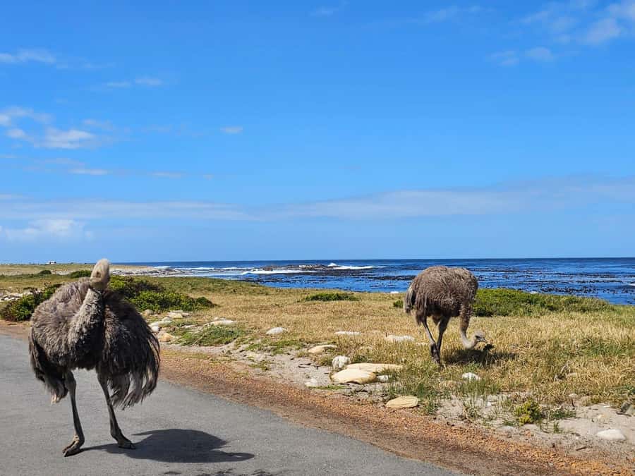 Cape of Good Hope & Penguins Shared Tour - Price and Value, What the $35 Really Means for Your Day