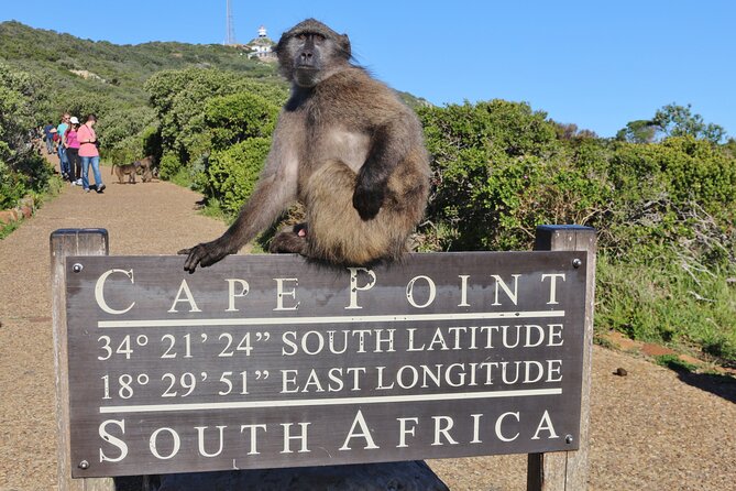 Cape of Good Hope & Penguins Small Group Tour from Cape Town - Morning Start in Cape Town: Central Stops and Bo-Kaap Photos