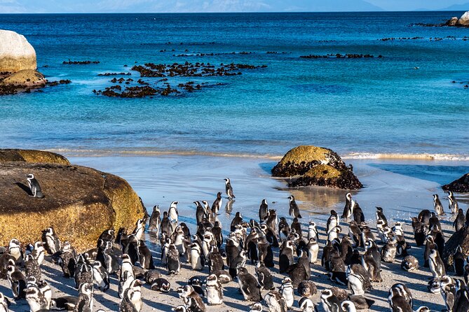Cape of Good Hope & Penguins Small Group Tour from Cape Town - Kalk Bay, St James Beach, and the Long Way Back to Cape Town
