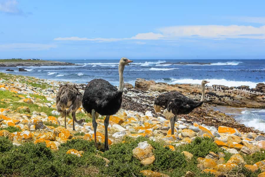 Cape of Good Hope & Penguins Small Group Tour from Cape Town - Price and value: what you pay, what you still pay on the day