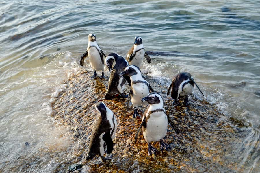 Cape of Good Hope: Sightseeing and African Penguins Tour - Cape of Good Hope Nature Reserve: the World Heritage payoff