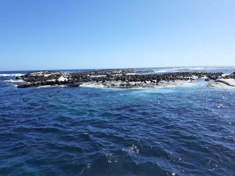 Cape of Good Hope: Sightseeing and African Penguins Tour - Getting to the good stuff: pickup, van comfort, and pacing