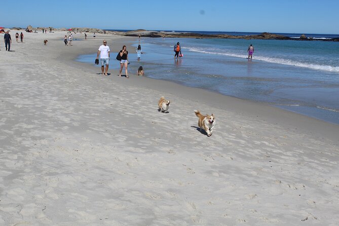 Cape of Good Hope, Table Mountain & Penguins Tour + All Tickets - Camps Bay and Hout Bay: beaches, fishing boats, and real coastal life