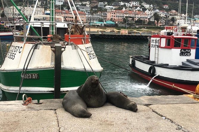 Cape Peninsula Adventure - Price and Logistics: Is $115 a Good Value for This Day?