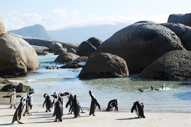 Cape Peninsula and Boulders Full Day Tour with Private Transfer - Boulders Beach African Penguins: The Must-See, With Extra Fees to Plan For