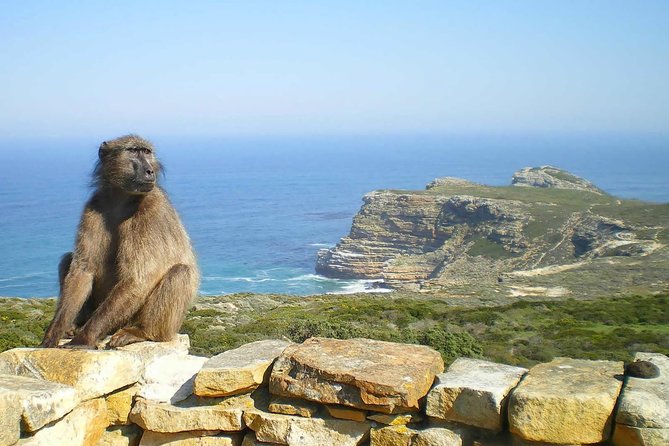 Cape Peninsula and Boulders Full Day Tour with Private Transfer - Getting Moving From Cape Town, Then Waking Up Hout Bay