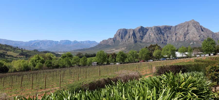 Cape Peninsula and Winelands Private Full-Day Combo Tour - Boulders Beach Penguins and Simon’s Town Lunch