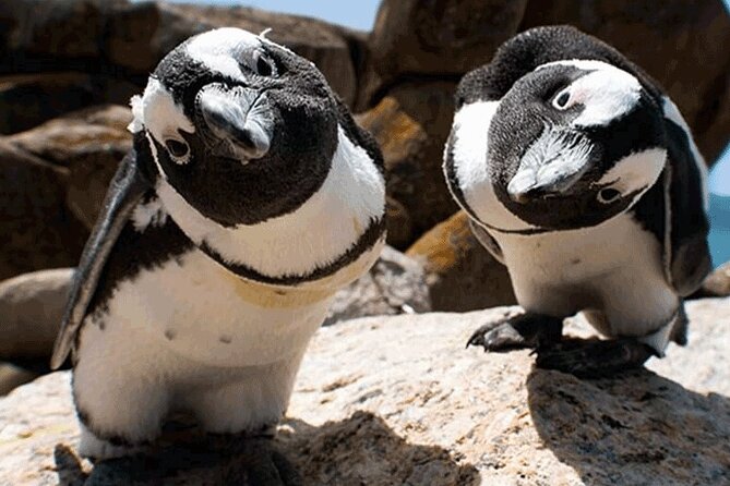 Cape Peninsula Cape of Good Hope and Penguins Tour in Cape Town - Cape Point Nature Reserve and the lighthouse-to-coast walk
