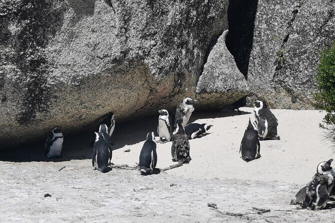 Cape Peninsula Cape of Good Hope and Penguins Tour in Cape Town - Hout Bay and the seal-spotting options you can tailor
